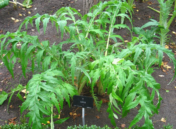 cardoon