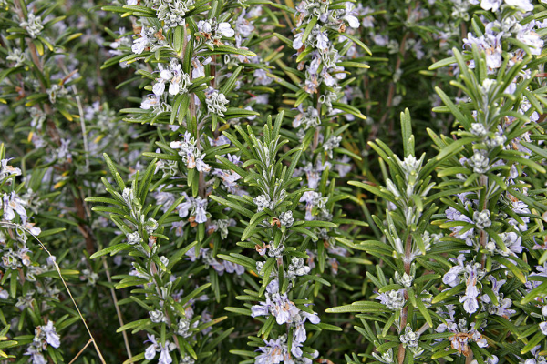 rosemary