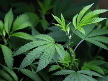 D.C. council votes to decriminalize marijuana