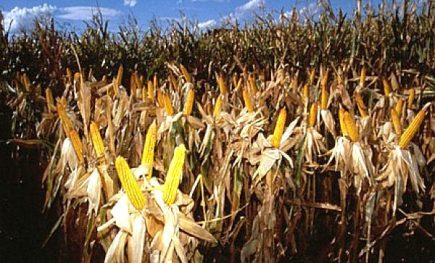 Historic Court Ruling Stops Cultivation of Bayer’s GM Maize in Brazil