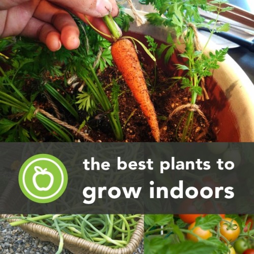 Indoor Plants_banner