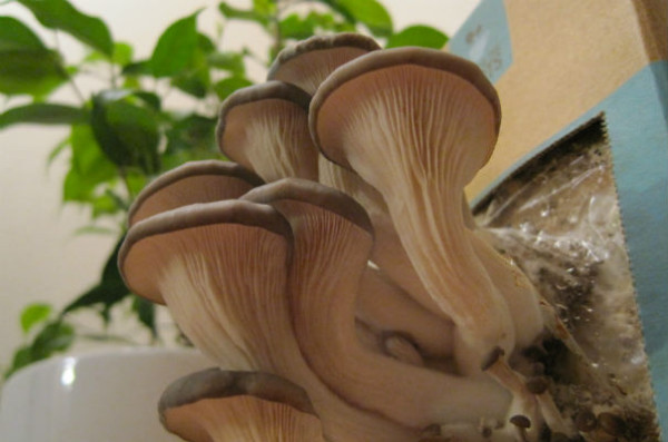 Mushrooms_604