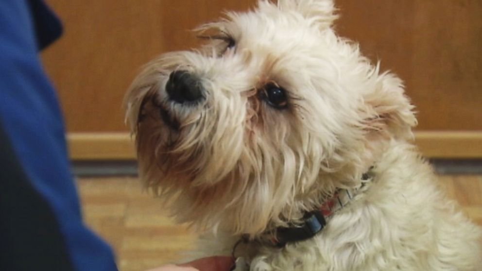 Dog Shows Up at Hospital Where Owner Is Battling Cancer