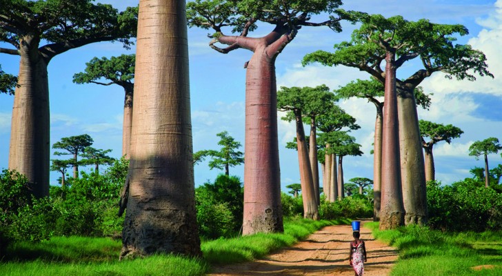 Woman Spends 14 Years Photographing World’s Oldest Trees