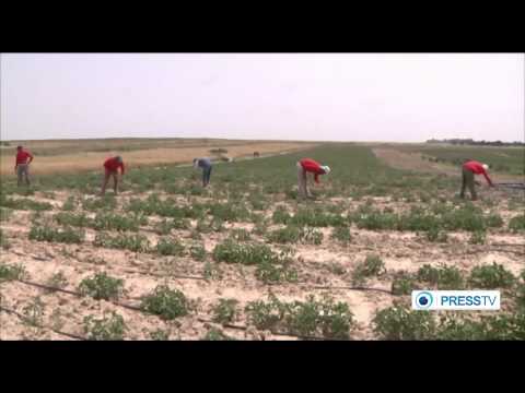 Israel sprays Gaza farms with poisonous chemicals