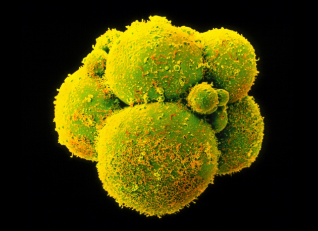 Chinese scientists genetically modify human embryos