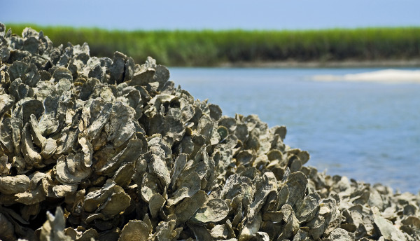 An oyster reef in the Baruch Marine Field Laboratory on the South Carolina coast. Jonathan Wilker, an associate professor of chemistry at Purdue, has shown that oysters produce a unique adhesive material to form these complex reefs. (Photo courtesy of Jonathan Wilker/Purdue University)