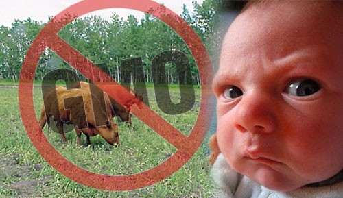 No-GMO-Baby-with-cows
