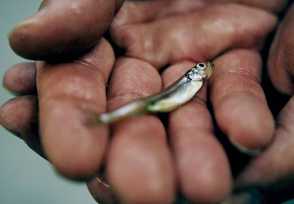 The delta smelt, a California “endangered species” sustained by the state government shows ZERO in recent survey measuring relative abundance. Meanwhile the drought worsens as thousands of acre feet of water are pushed out to the ocean every year to “sustain” the species.