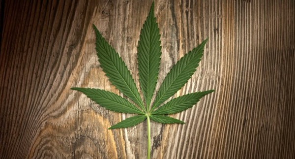 marijuana-leaf-shutterstock-800x430