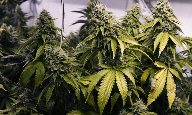 Getting Rid of Period Cramps by Putting Weed in Your Vagina