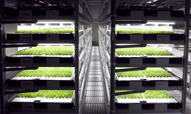 The world’s first robot-run farm will harvest 30,000 heads of lettuce daily