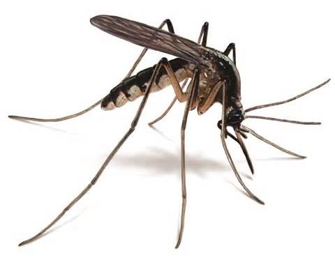 Zika virus spreading ‘explosively’, says World Health Organisation