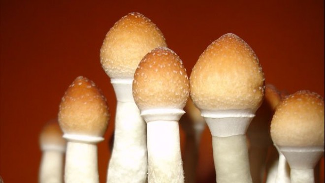 Psychedelics Don’t Harm Mental Health; They Improve It