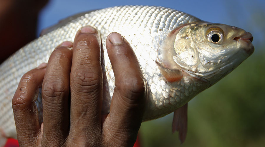 Gills and pills: Fish testing positive for cocaine, anti-depressants