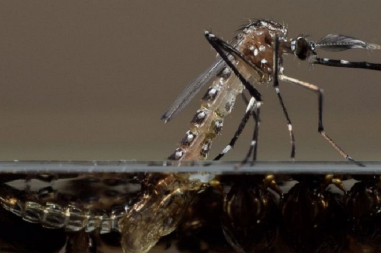 Dominica rejects use of genetically modified mosquitoes