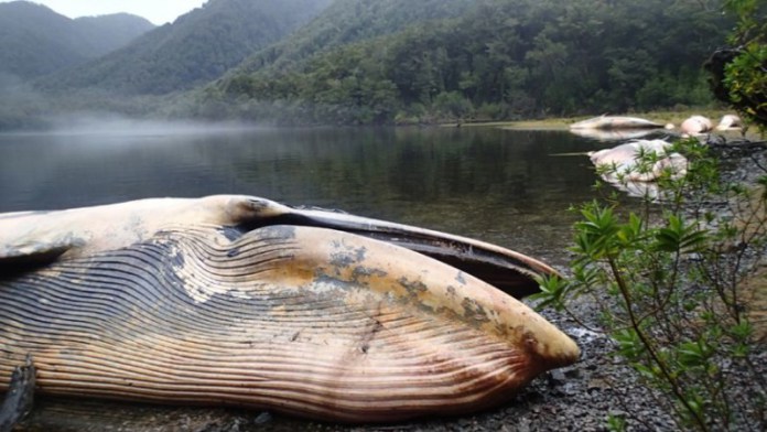 337 Dead Whales In Chile Is Worst Case Of Mass Deaths So Far