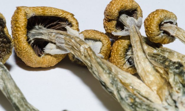 Legal Psychedelics Could End The Antidepressant Industry