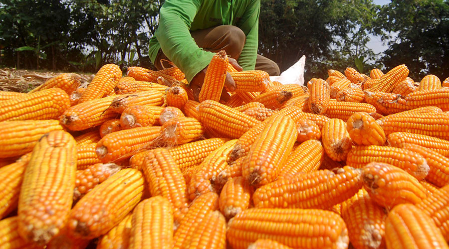 USDA okays Monsanto’s herbicide-resistant GMO corn w/o permits