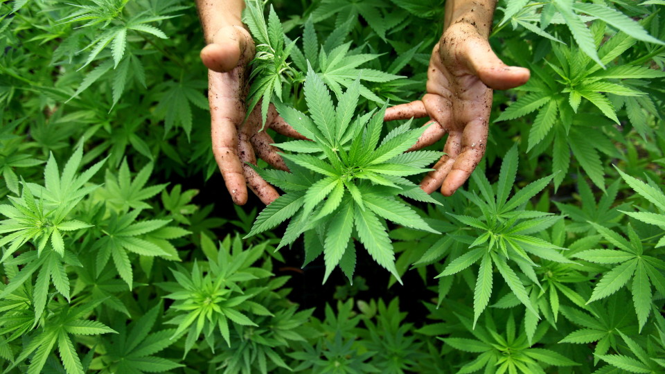Marijuana to Create Nearly 300,000 New Jobs By 2020