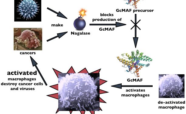 GCMAF: THE LATEST DISCOVERY IN NATURAL CANCER TREATMENTS