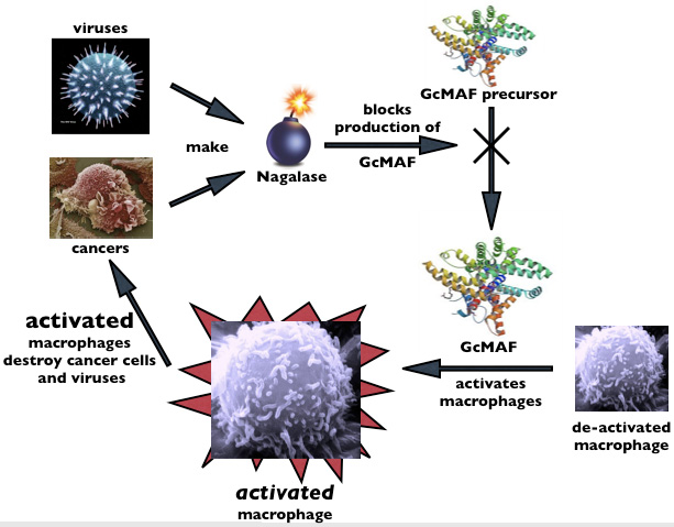 GCMAF: THE LATEST DISCOVERY IN NATURAL CANCER TREATMENTS