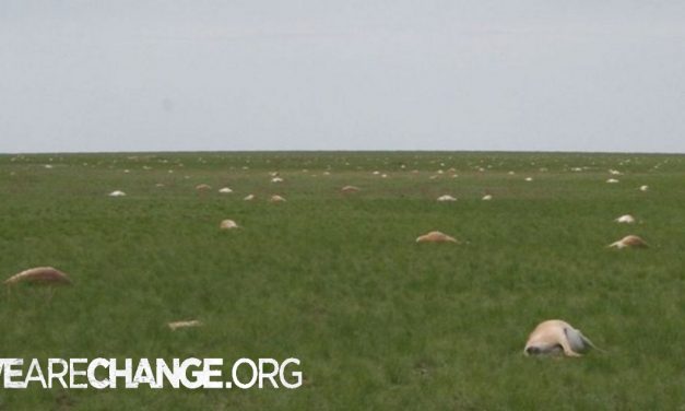 120,000 antelope died in 4 days WTF ?