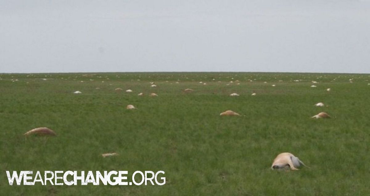 120,000 antelope died in 4 days WTF ?