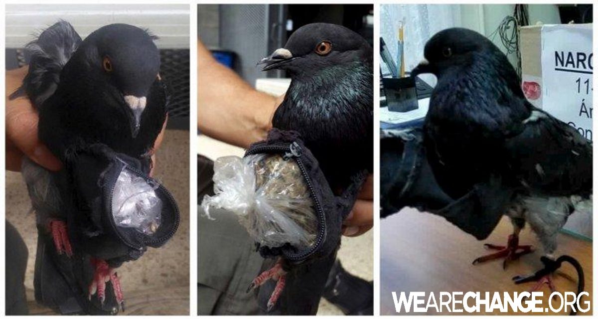 Black Pigeon Caught Smuggling Drugs into a Costa Rica Prison