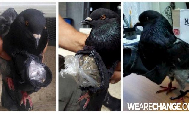 Black Pigeon Caught Smuggling Drugs into a Costa Rica  Prison