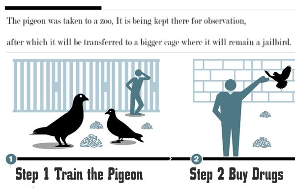 pigeion guide