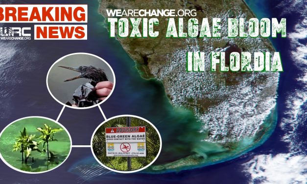 TOXIC ALGAE BOOM BLANKETS SOUTH FLORIDA BEACHES