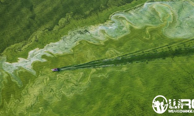 ROUNDUP RESPONSIBLE FOR HARMFUL ALGAE BLOOMS IN GREAT LAKES