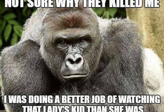 Cincinnati Zoo Director Hacked by Harambe Lover, Asks the Internet to Stop the Memes