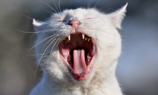 Chicago Doctor Busted for Making ‘Vaccines’ from Cat Saliva and Vodka