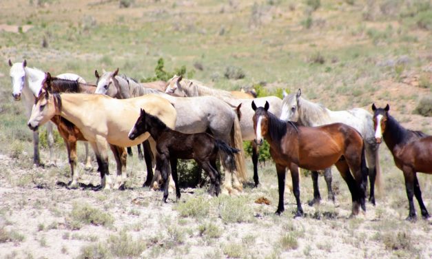 Federal Agency Votes To Slaughter 65% of The Wild Horses In The U.S.