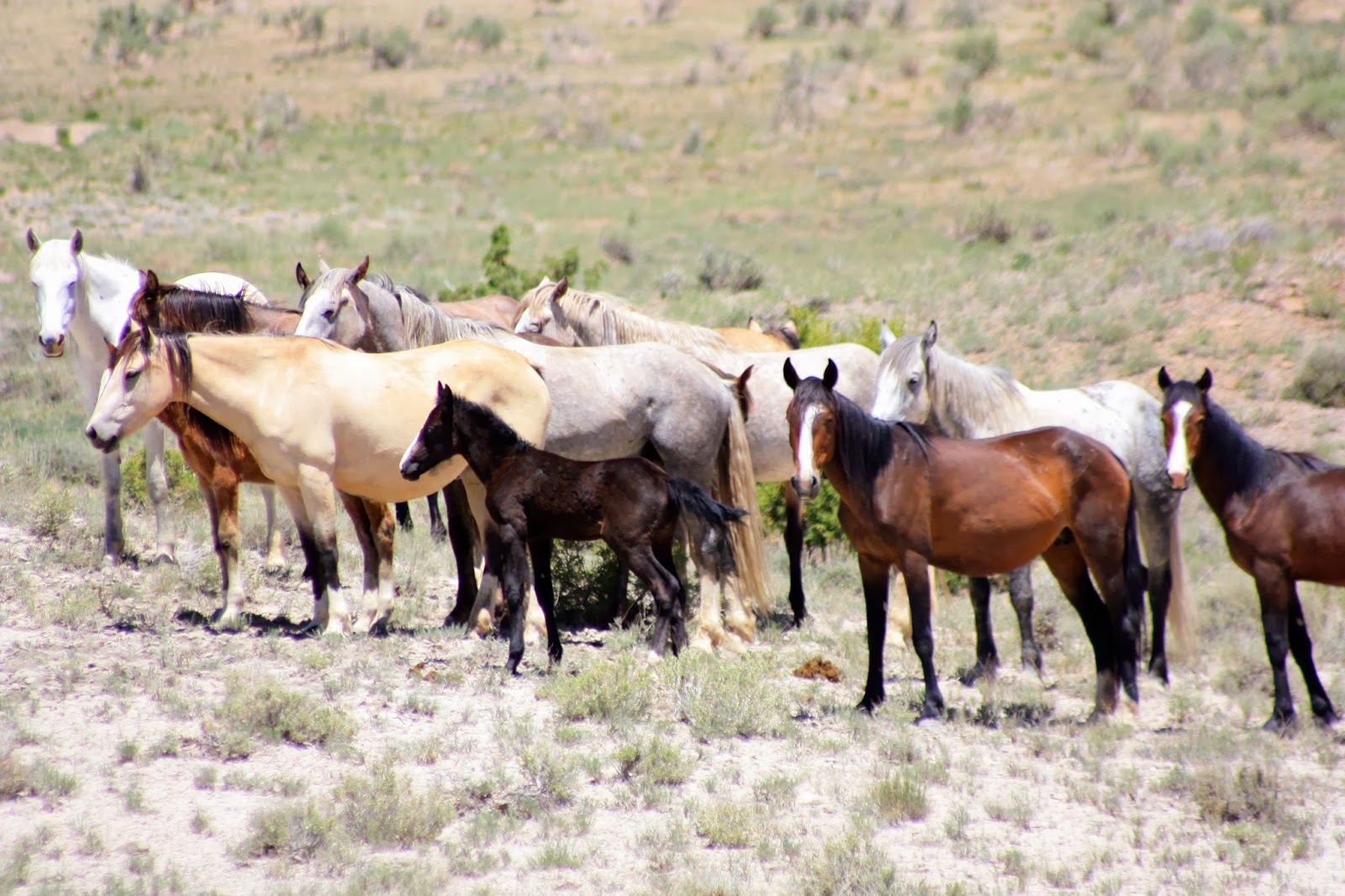 Federal Agency Votes To Slaughter 65% of The Wild Horses In The U.S ...