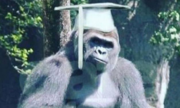 UMass Kills Harambe All Over Again: Declares Jokes Are ‘Racist Micro-Aggressions’