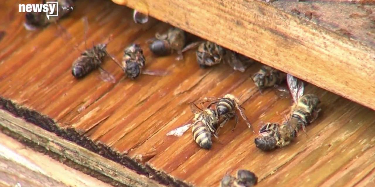 Millions of Bees Dead After South Carolina Sprays for Zika Mosquitoes