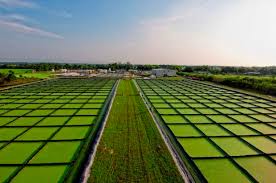 Why Algae Could be the Future of Sustainable Energy