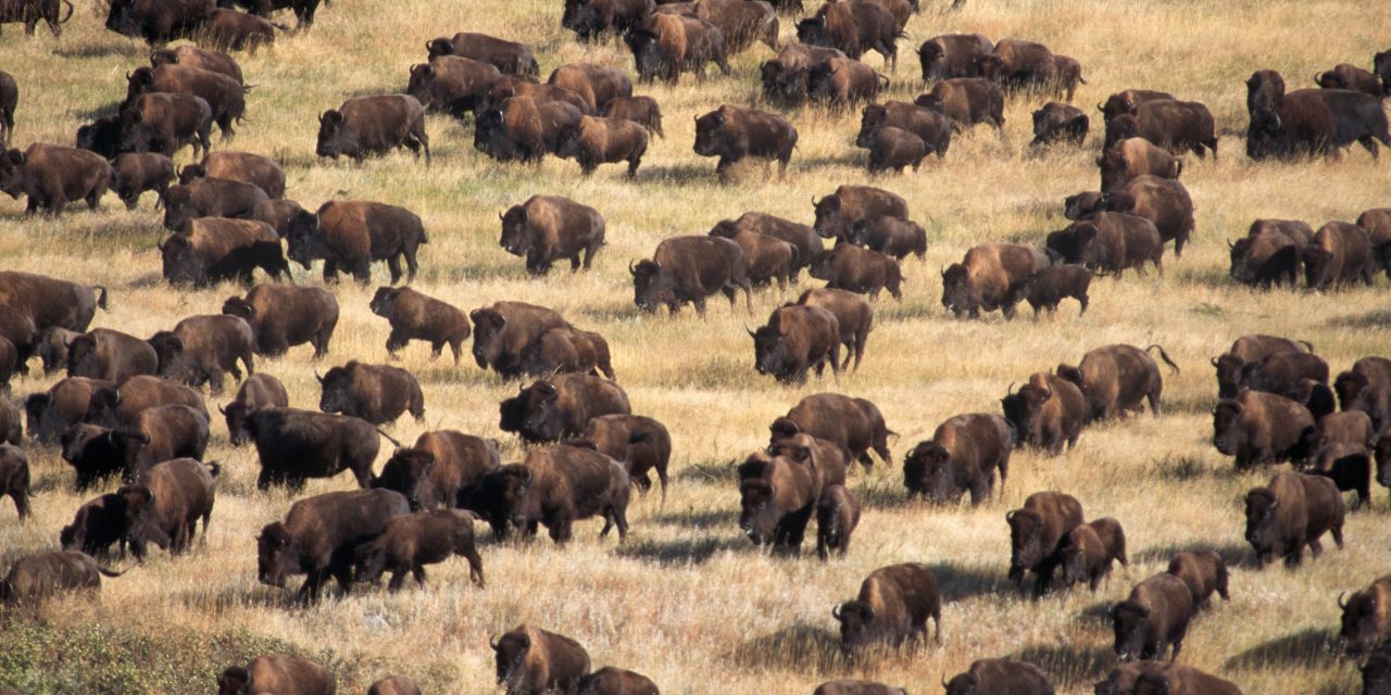 Legend of The Brave Buffalo; Thousands of Wild American Bison Appear at Standing Rock.