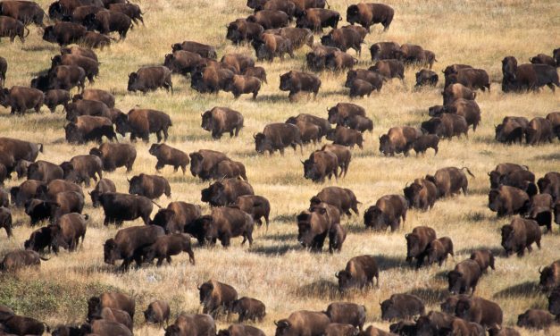 Legend of The Brave Buffalo; Thousands of Wild American Bison Appear at Standing Rock.