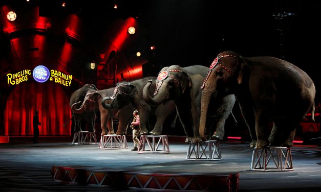 Ringling Bros. Circus To Shut Down After 146 Years And Numerous Abuse Allegations