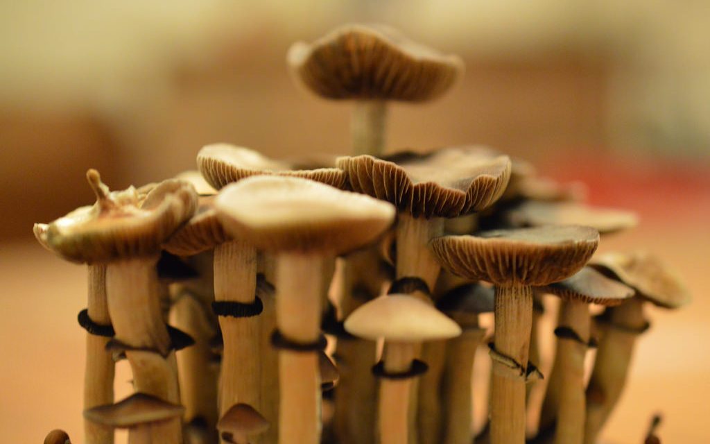 Legal Magic Mushrooms Could End The Antidepressant Industry By Curing Depression
