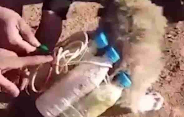 WATCH: ISIS STRAPS BOMB TO A DEFENSELESS PUPPY PMU RESCUES