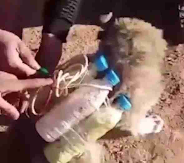 WATCH: ISIS STRAPS BOMB TO A DEFENSELESS PUPPY PMU RESCUES