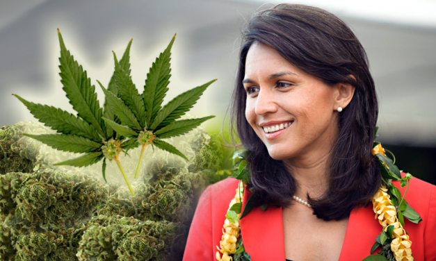 Decriminalize Marijuana: Congresswoman Tulsi Gabbard Proposes New Bill