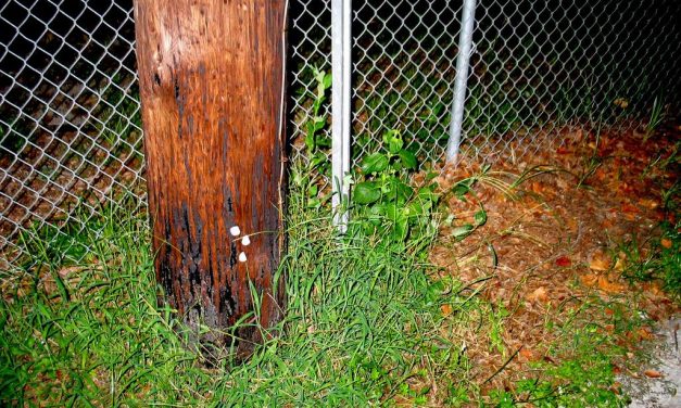 Man Arrested For Having Sex With His Fence