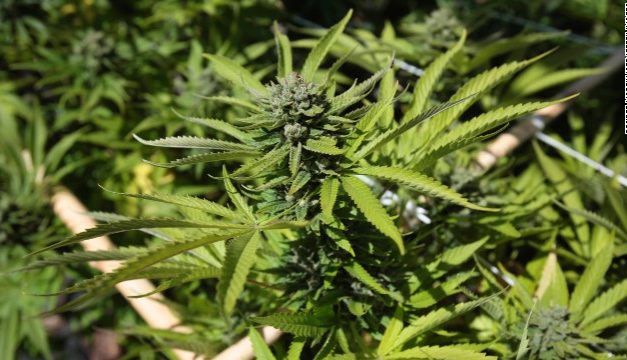 Arkansas Rejects Law Banning Medical Marijuana – Again