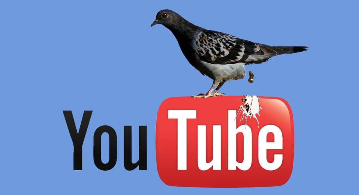 1st EVER YouTuber Restricted Is A Pigeon Whisperer